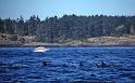 1998-07 Orcas Island 21 Whale Watching